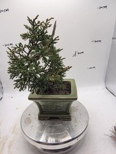 Mini  Juniper Bonsai  About 5