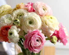 Ranunculus Flower Bulbs 15