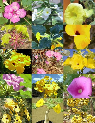 Uncarina variety mix - variety,