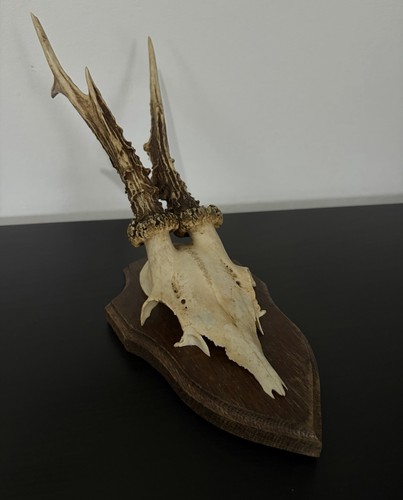 Vintage mounted roe - deer, skull
