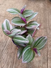 Tradescantia Nanouk | 8 CM Pot
