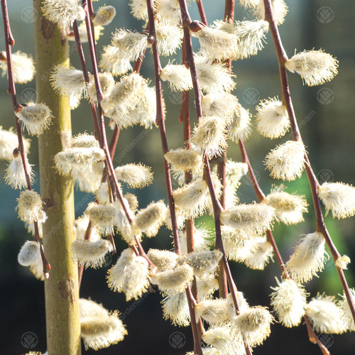 Salix caprea pendula - caprea, |