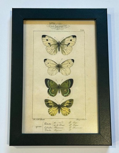 Vintage butterfly illustration - vintage,