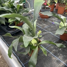 Platycerium bifurcatum -