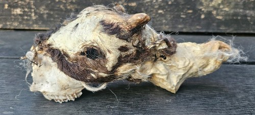 Sheep skull taxidermy art - sheep,
