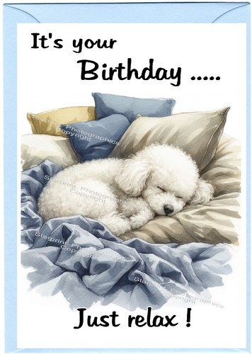 Poodle white dog - dog, card