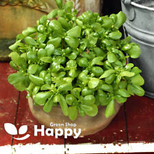 HERB GREEN PURSLANE - 2000