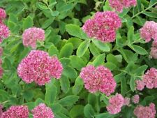 5x Sedum Autumn Joy Unrooted Cuttings Stonecrop Succulent Flower Ice Plants 