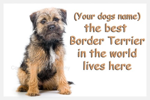 Border terrier dog - terrier,