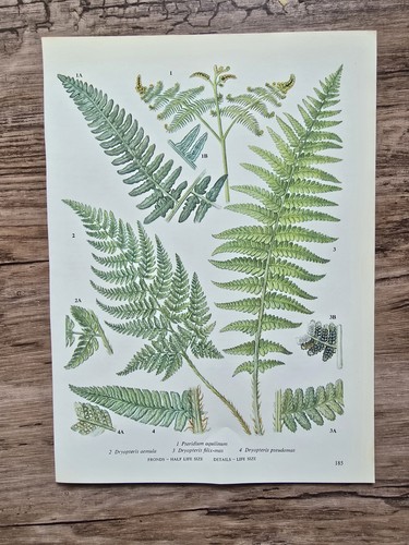 Vintage botanical print - botanical,