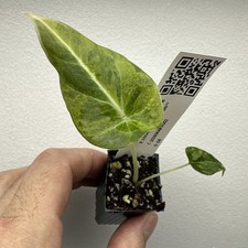 Alocasia black velvet Gold