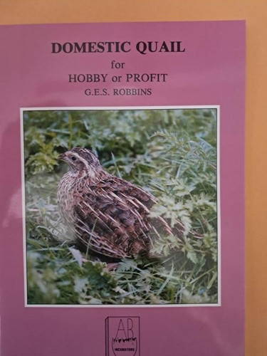 Domestic quail for - domestic, hobby
