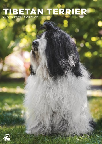 Tibetan terrier dog 2027 - tibetan,