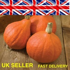 JAPANESE ONION PUMPKIN, SWEET CHESTNUT TASTE EXCELLENT KEEPER 10 SEEDS