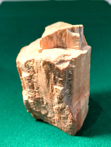 Piece petrified wood from - petrified,