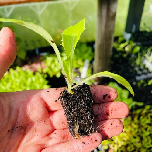 Organic grown vegetable - organic,