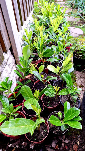 Cherry laurel bare root - root, from
