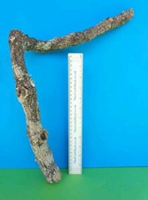 CORK BARK BRANCH 43CM LEOPARD