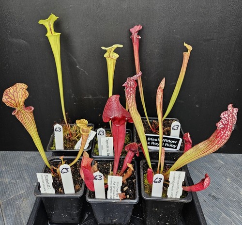 Named sarracenia carnivorous - named,