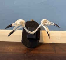 Real crow skulls - skulls, neck