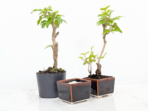 Bonsai starter bundle - starter,