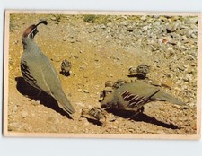 Postcard Gambel Quail