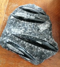 NATURAL HISTORY: Polished