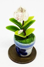 Dolls House White Orchid