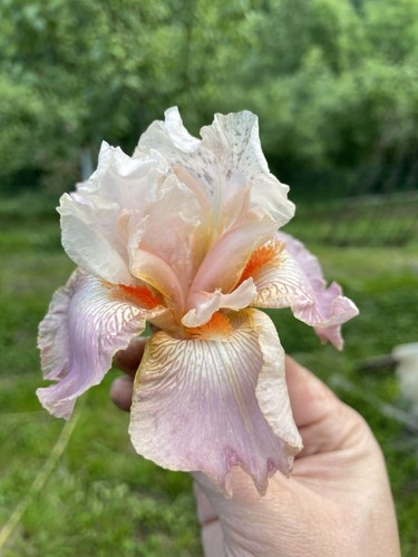 Iris bearded bicolor 5 - bicolor, n°5