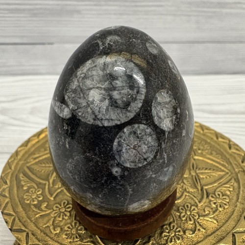 Orthoceras fossil stone egg - fossil,