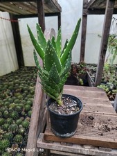 Nancy the aloe nobilis - the,