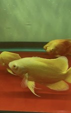 Lemon Oscar Live Tropical Fish