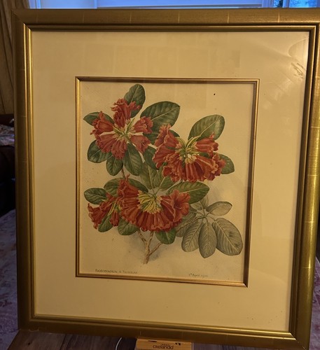Original rhododendron vintage - rhododendron,