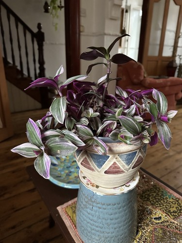Tradescantia nanouk pink - tradescantia,