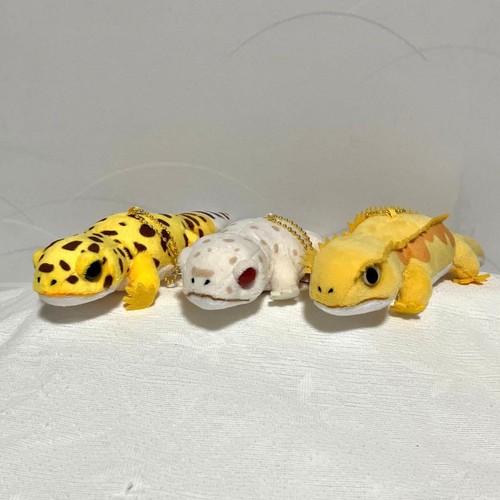 Kii chan the - the, gecko