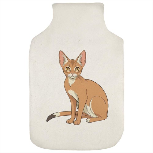 Abyssinian cat hot - hot, water