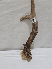 DEER /ROE ANTLER ,THUMBSTICK/  HANDLE FOR WALKING STICK MAKING MEDIUM SIZE [B ]