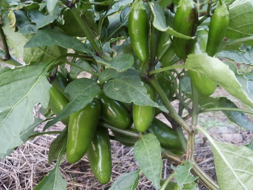 Pepper jalapeno early - 'jalapeno,