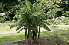 Musa dajiao | Banana Plant |