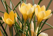 10x Crocus Chrysanthus ROMANCE