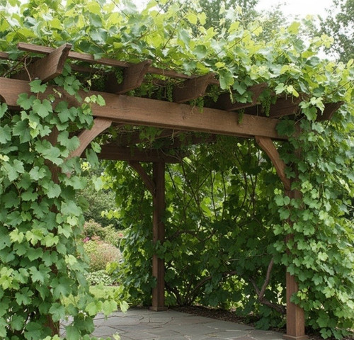 Vitis vinifera incana dusty - vitis, 'incana'dusty