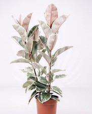 Ficus elastica tineke 14cm - elastica,