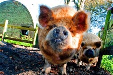 New Zealand Kunekune Pig