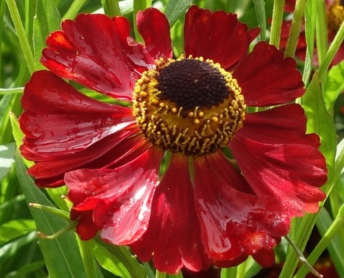 Seeds helenium red - seeds,
