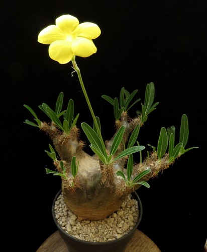 Pachypodium
