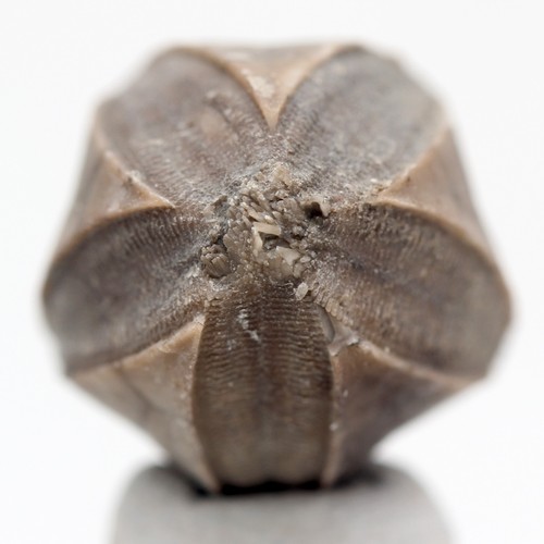 Blastoid fossil specimen sea - fossil,