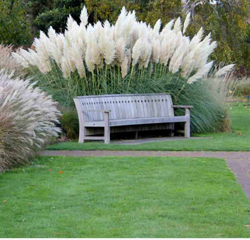 Pampas grass white - x,