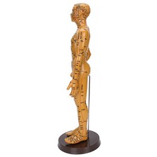 Female Human Acupuncture Model