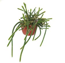 Aporocactus flagelliformis CLUSTER | Rat's tail cactus | Whip cactus - - Cactus