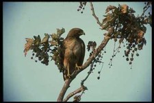 042048 Red Tail Hawk A4 Photo Print